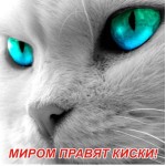 Магнит акриловый «Миром правят киски!» (глаза кошки)