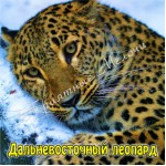 Магнит акриловый «Дальневосточный леопард»